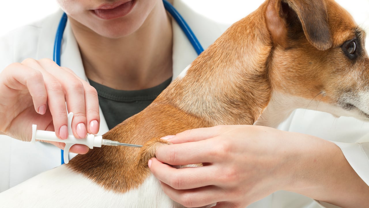 La vacunación será totalmente gratuita.