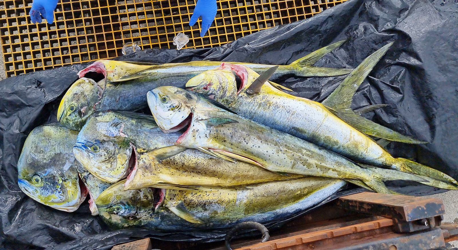Unidades de la Armada de Colombia en operaciones de control marítimo en el Pacífico Colombiano, interceptaron cinco embarcaciones de bandera ecuatoriana, cerca al área general del Parque Nacional Natural Malpelo cuando realizaban faena de pesca de manera ilegal sin los permisos correspondientes.