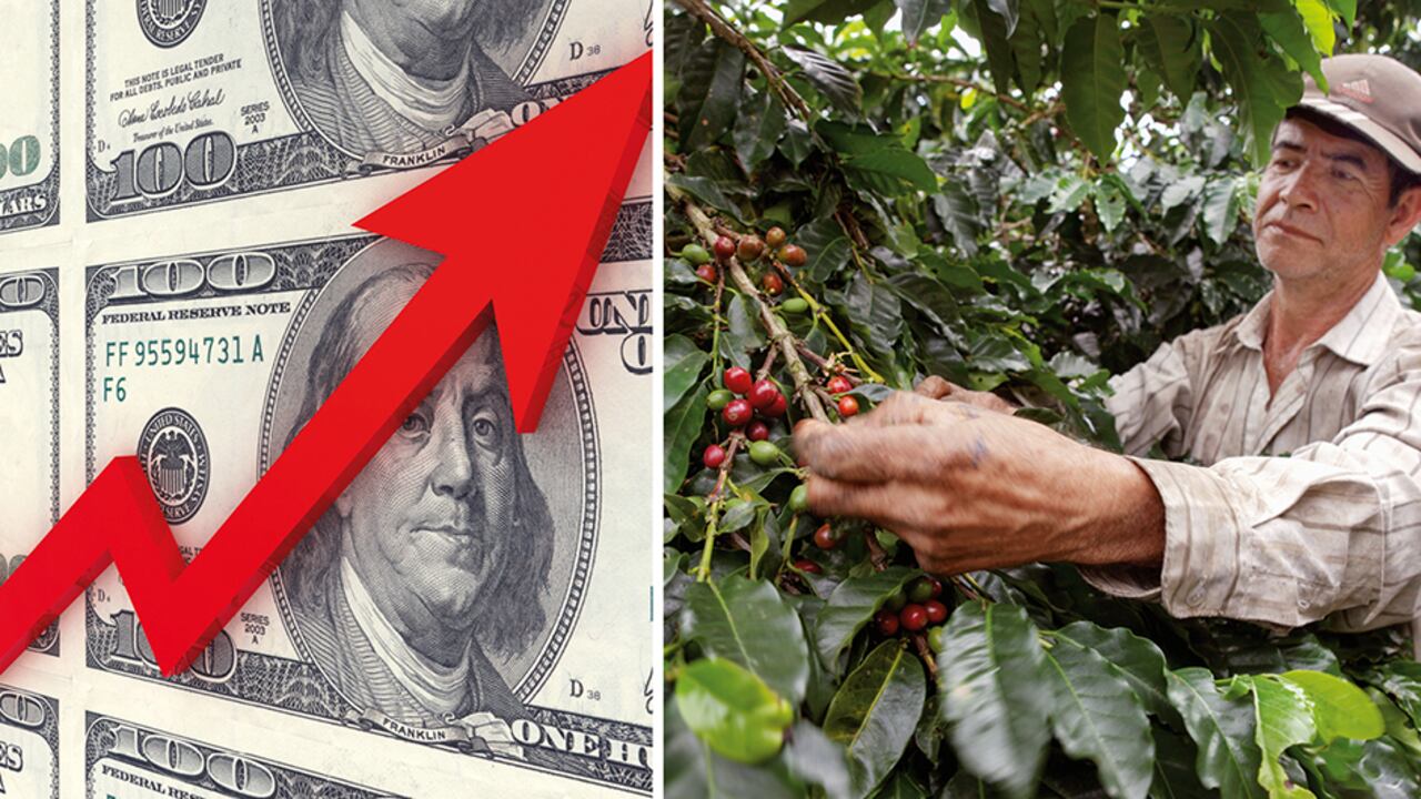 El café no solo está a buenos precios: la devaluación y la gran cosecha significan una inyección de liquidez para los cultivadores.
