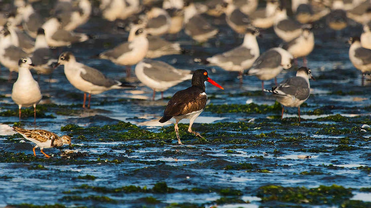 La fauna silvestre puede encontrarse en cualquier tipo de ecosistema. Foto: archivo/Semana