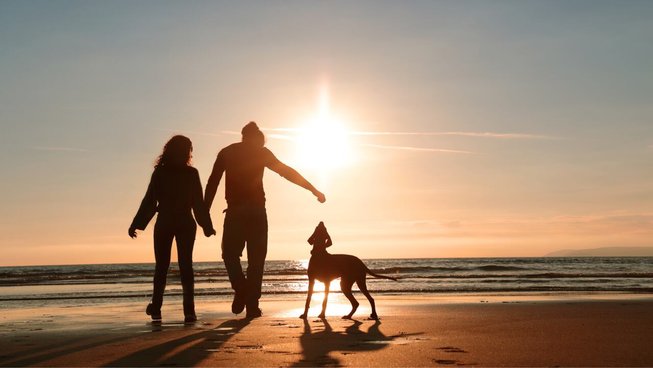 Vacacionar con tu mascota, la mejor forma de fortalecer el lazo y hacerla más feliz