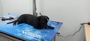 La mascota fue trasladada hasta un centro médico veterinario.