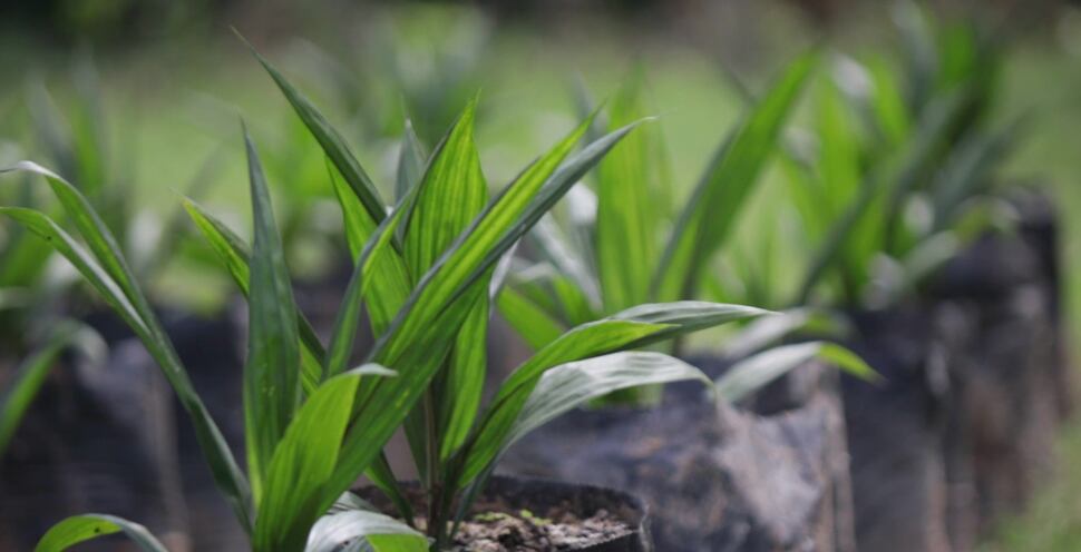 El departamento de Norte de Santander representa el 8,1 % de la producción nacional.