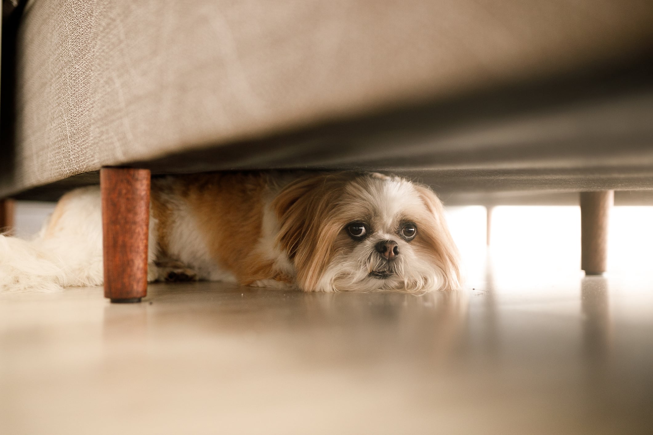 Perro escondido por miedo.