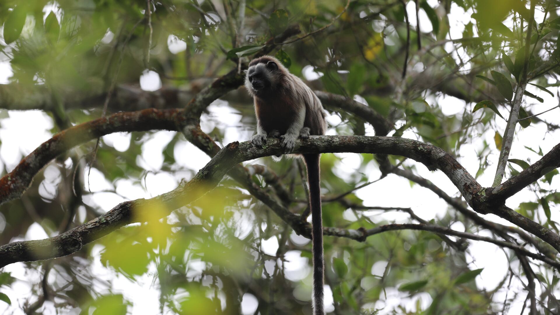 El mono tití gris habita en el sur de Bolívar, el centro y oriente de Antioquia, el oriente de Caldas y el norte del Tolima.