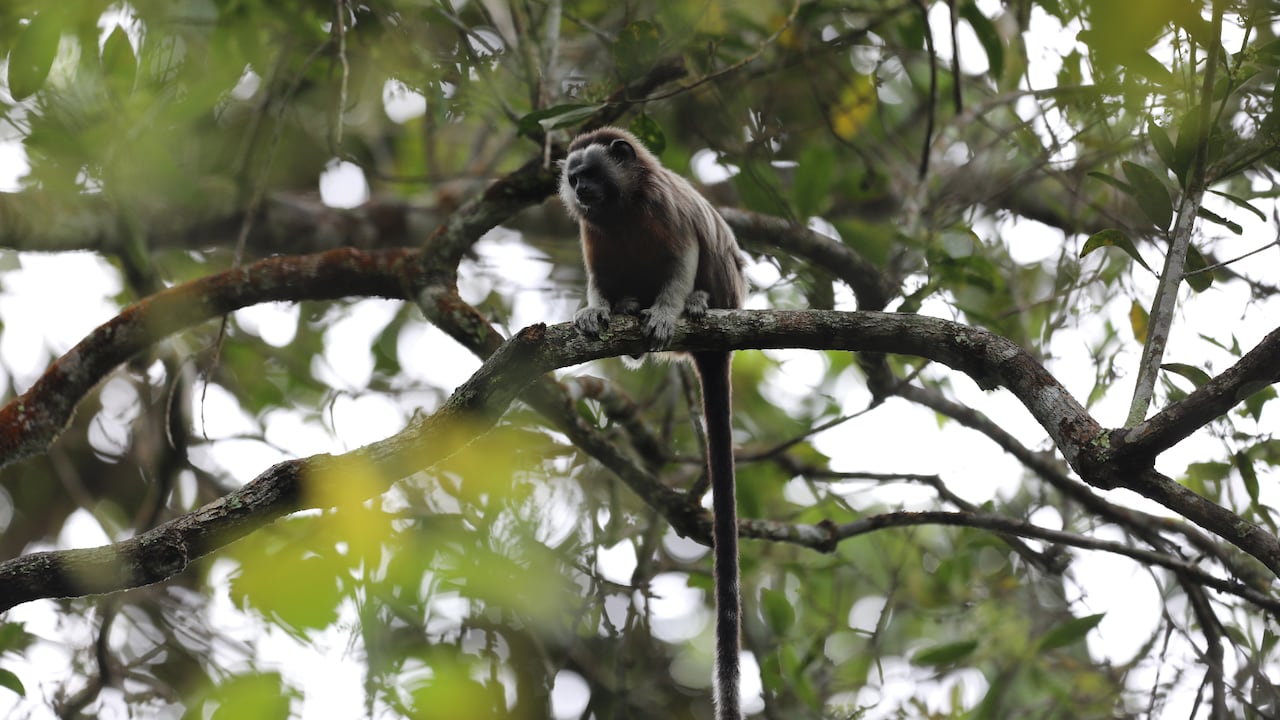 El mono tití gris habita en el sur de Bolívar, el centro y oriente de Antioquia, el oriente de Caldas y el norte del Tolima.