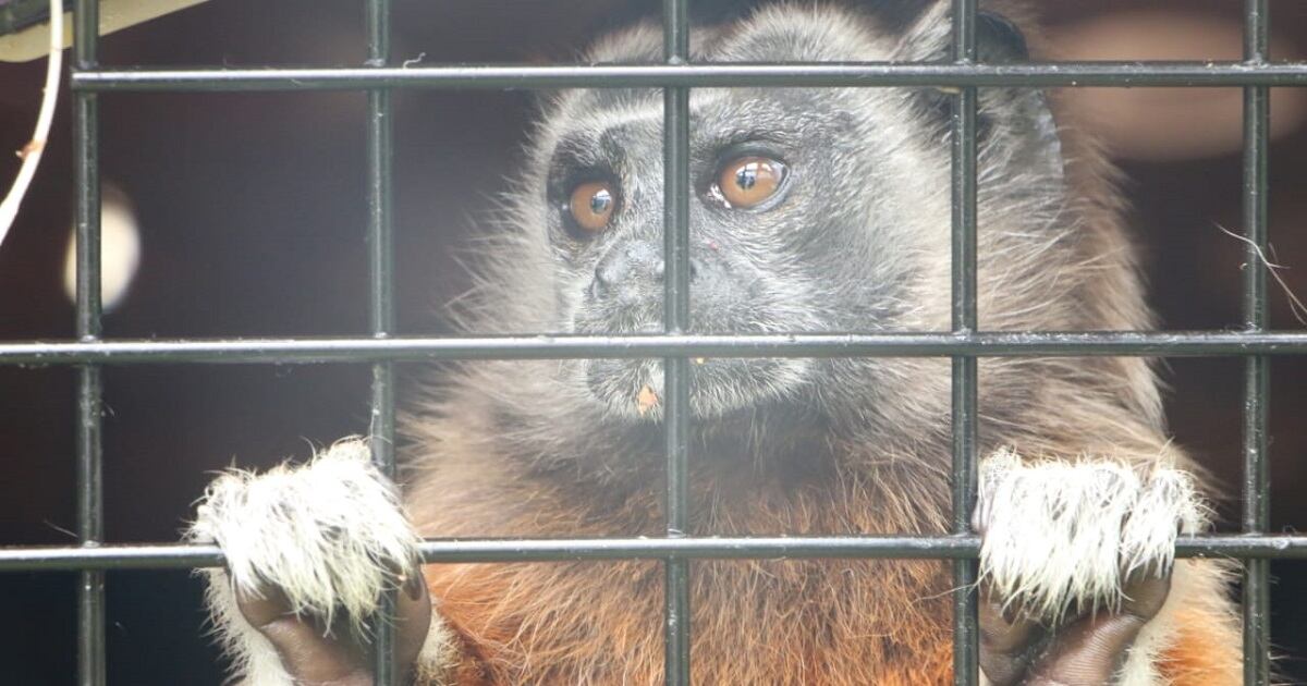 Monos titíes grises liberados