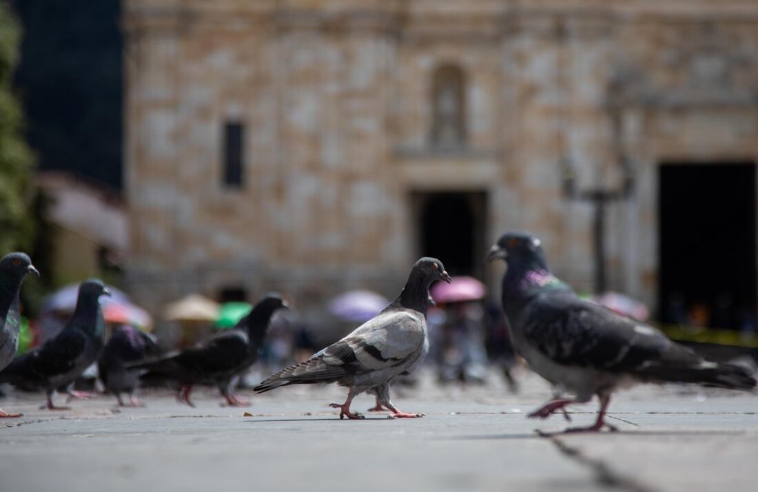 El programa “Cucurru Cuidando Palomas” busca reducir la reproducción de palomas en Bogotá con procedimientos clínicos.