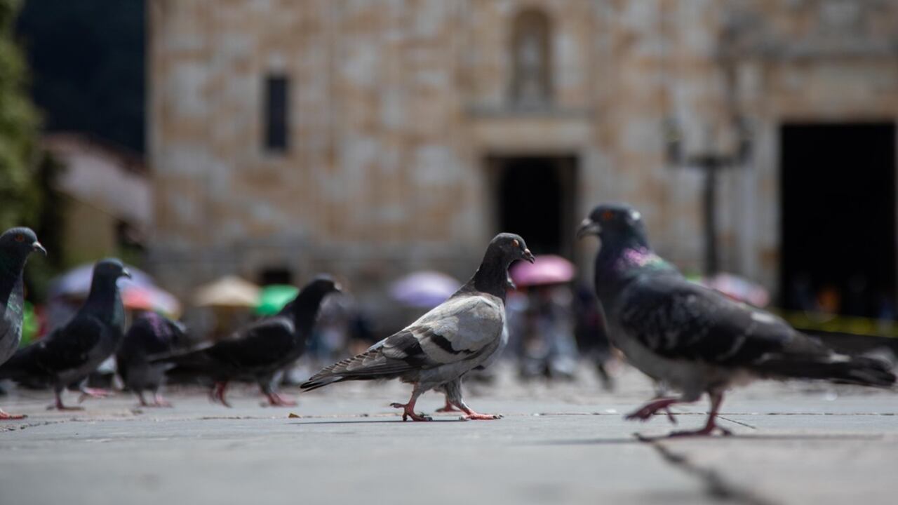 Bogotá implementó el plan 'Cucurru Cuidando Palomas' como alternativa responsable al crecimiento de estas aves en la ciudad.