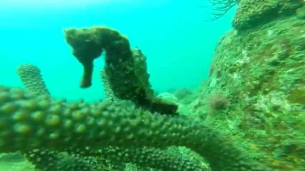 También se apreciaron tortugas y otras especies durante las jornadas de restauración/ Imagen: Parque Naturales