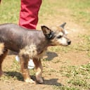 ‘Mallarino’ es un perrito mestizo de aproximadamente 10 años de edad.