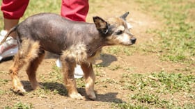 ‘Mallarino’ es un perrito mestizo de aproximadamente 10 años de edad.
