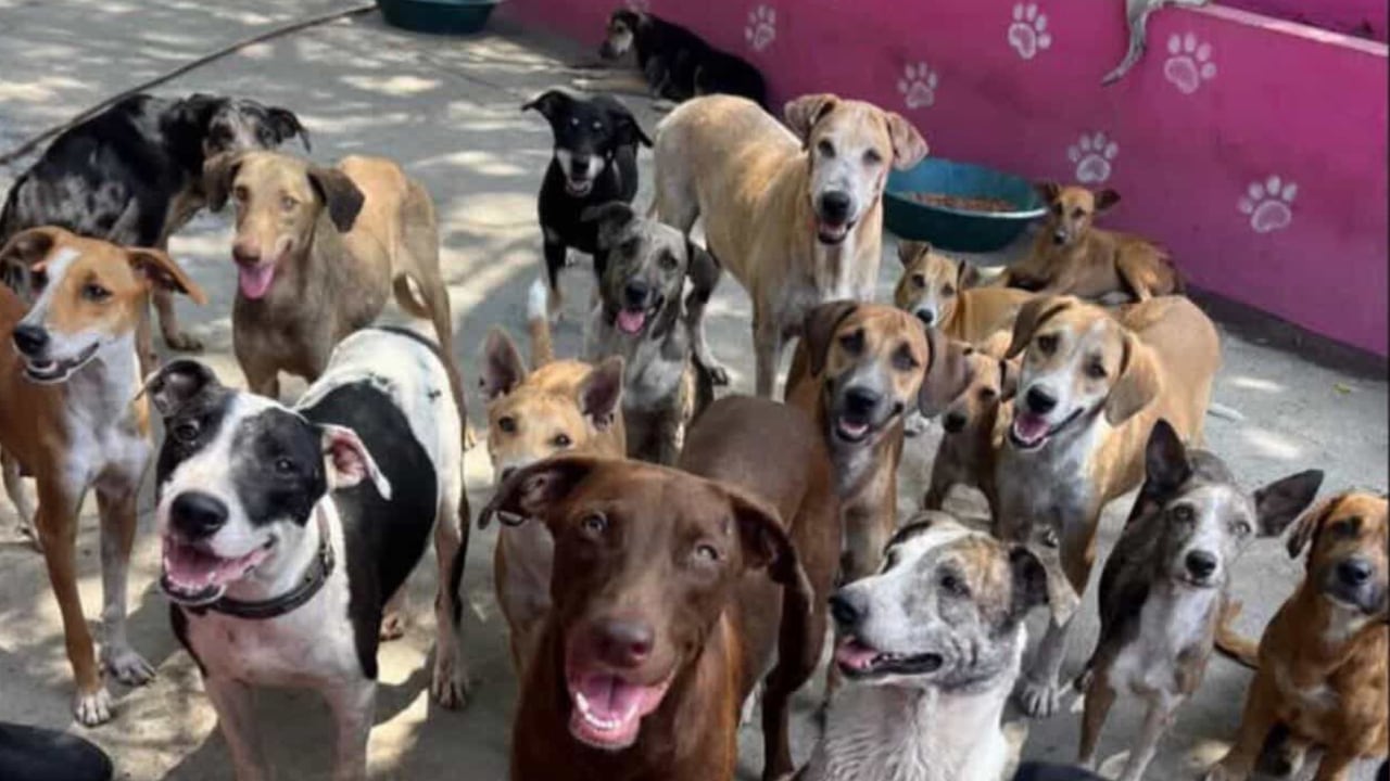 Más de 80 perritos rescatados y una deuda millonaria: el angustioso llamado de refugio animal en Colombia