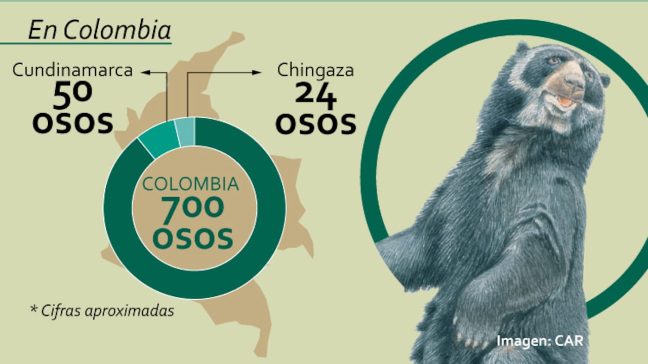 En promedio, el peso de un oso de Anteojos es de 180 kg.