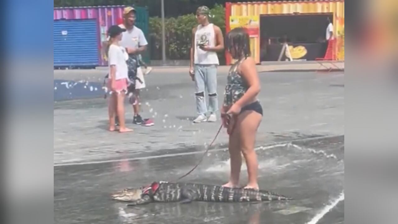 Una niña sacó a pasear con correa a un caimán en Estados Unidos