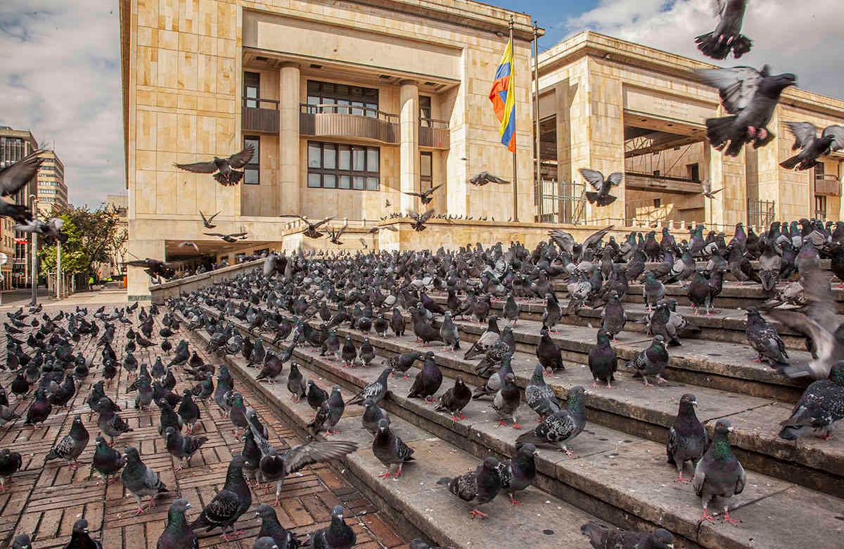 Palomas en la plaza de Bolívar Bogotá en tiempo de cuarentena Foto Clara Moreno