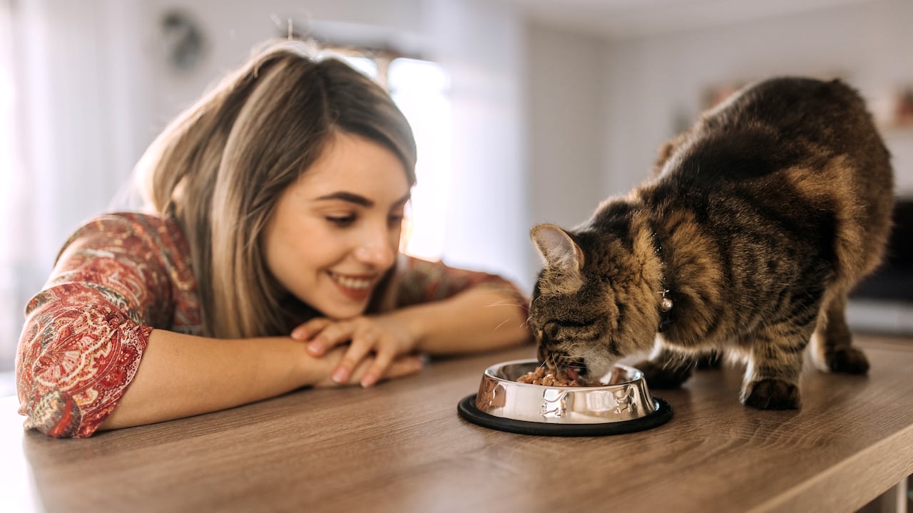 Los gatos son conocidos por su comportamiento independiente y su gusto por la comida. Imagen de referencia.