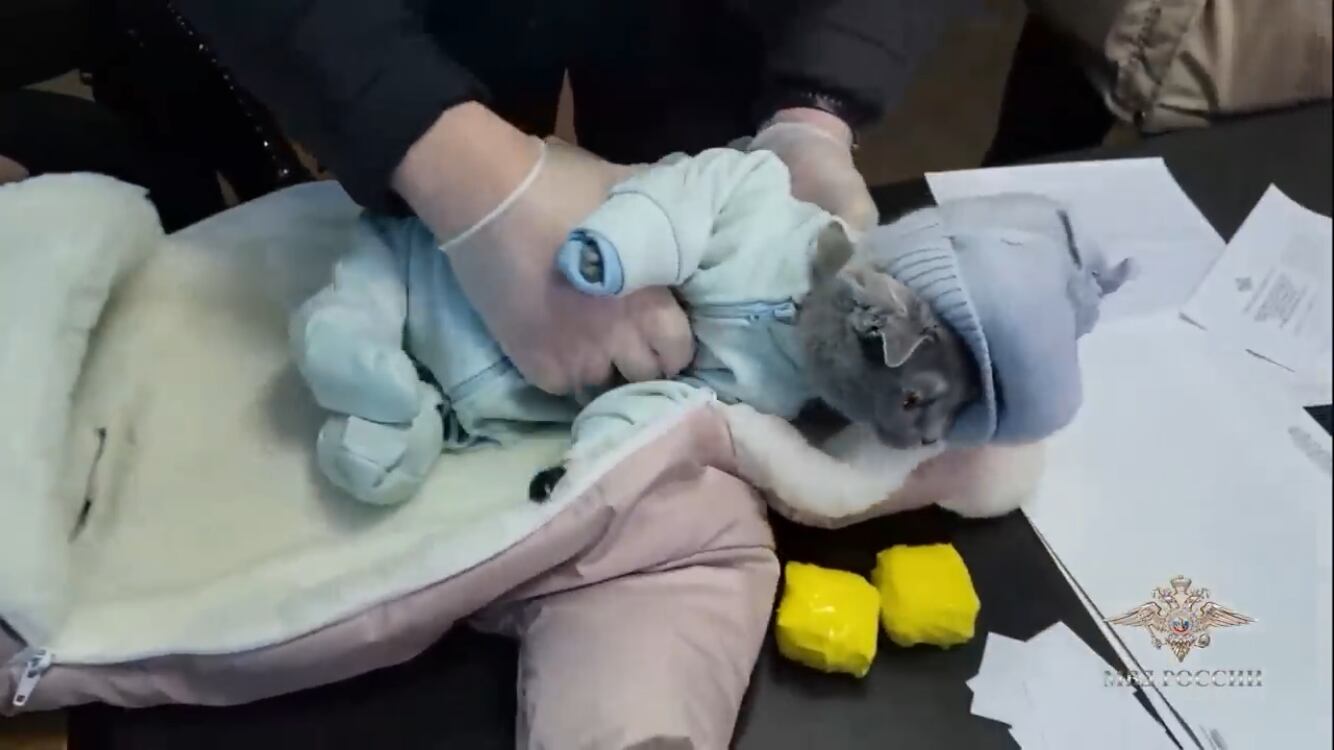 Pero además del alucinógeno hallado, que causó sorpresa, los policías se encontraron que dentro de la prenda estaba un gato y no un bebé, como pretendía hacer pasar la mujer lo que llevaba en un cochecito.