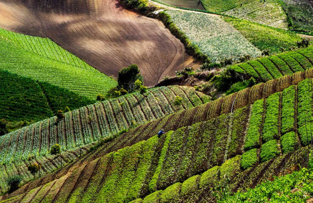 Cultivo de zanahoria y repollo en El Santuario (Antioquia).  Foto: Diego Zuluaga