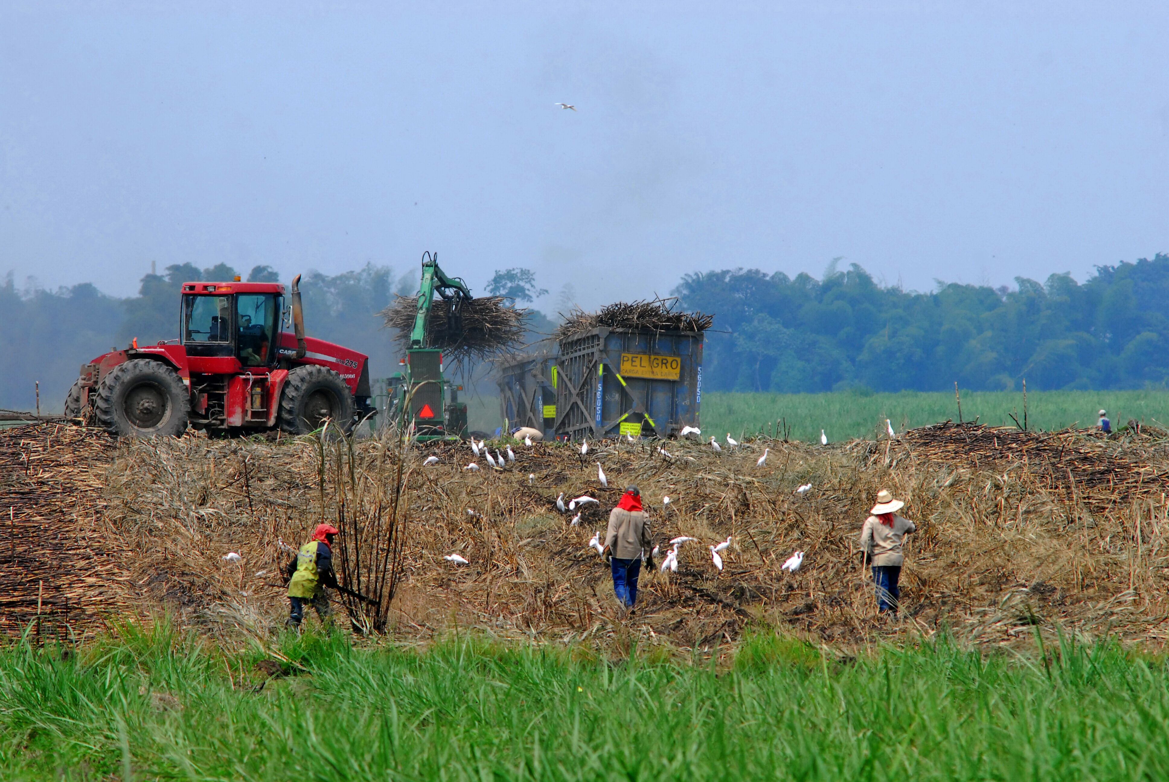 Asocaña. La caña de azúcar, es el gran motor de la economía en el Valle del Cauca. Este sector mueve el 0,7 % del PIB de Colombia, mueve 180.000 empleos. Hay 13 ingenios azucareros en la región, seis de ellos tienen plantas de bioetanol. Foto Jorge Orozco / El País.