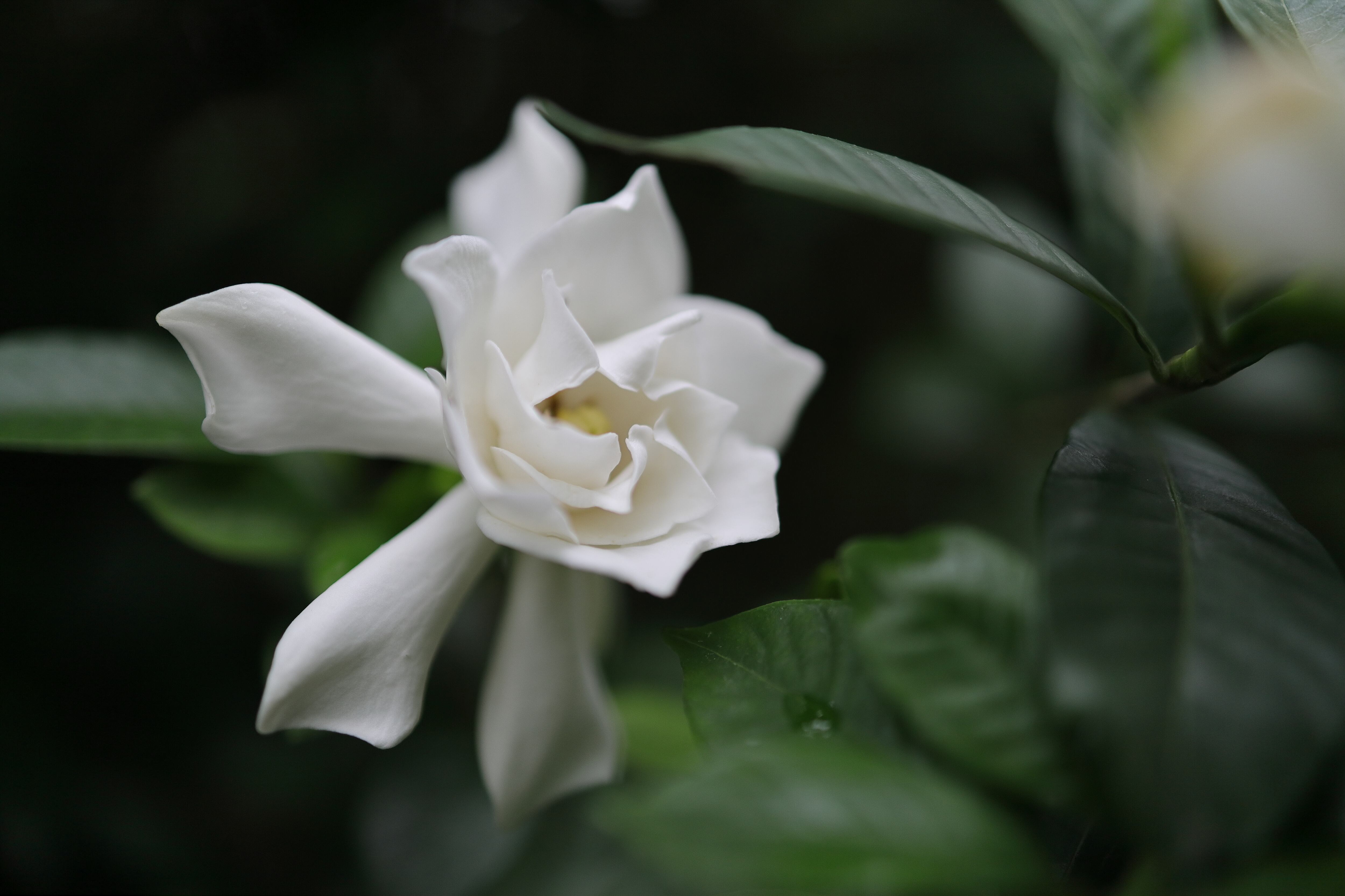 Truco infalible para preservar la belleza de los jazmines y evitar que se oxiden