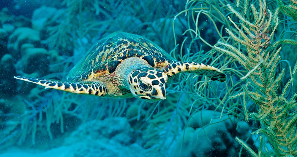 El mundo necesitala COP16 _5