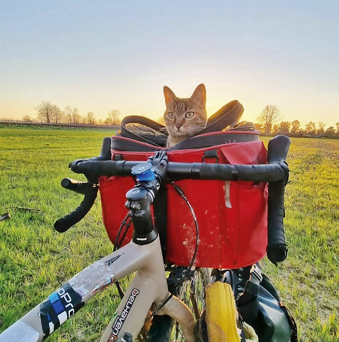 Nala la gata viajera