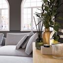 El eucalipto atrae buena energía.