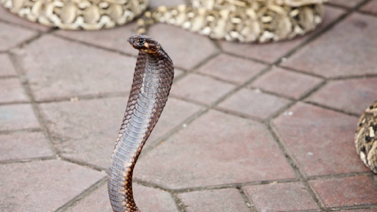 En África cada año puede haber hasta 580.000 mordeduras que requieren de tratamiento, según la OMS.