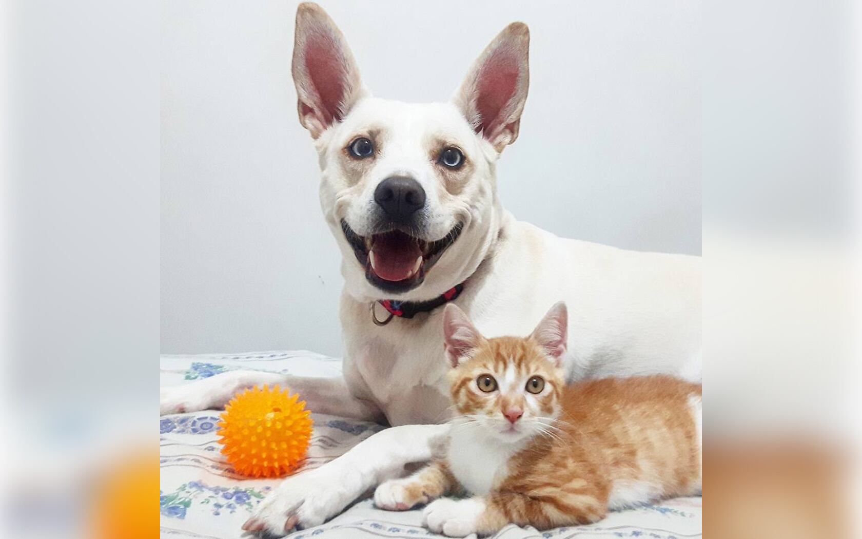 Un beneficio de incorporar animales en terapias es el desarrollo de la responsabilidad en los pacientes. Cuidar de una mascota implica tareas diarias como alimentarla, cambiar su arena o sacarla a pasear, lo que promueve la disciplina y el sentido de compromiso.