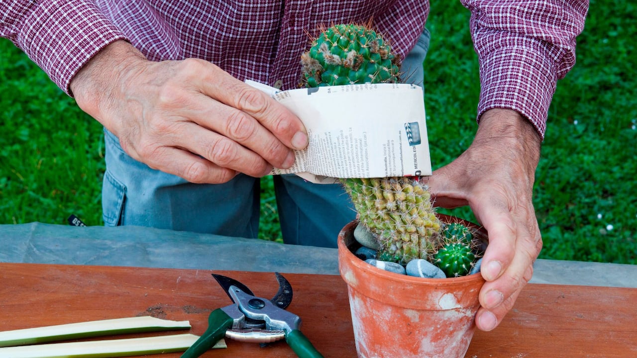 Hombre cuidando un cactus.
