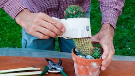 Hombre cuidando un cactus.