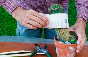 Hombre cuidando un cactus.