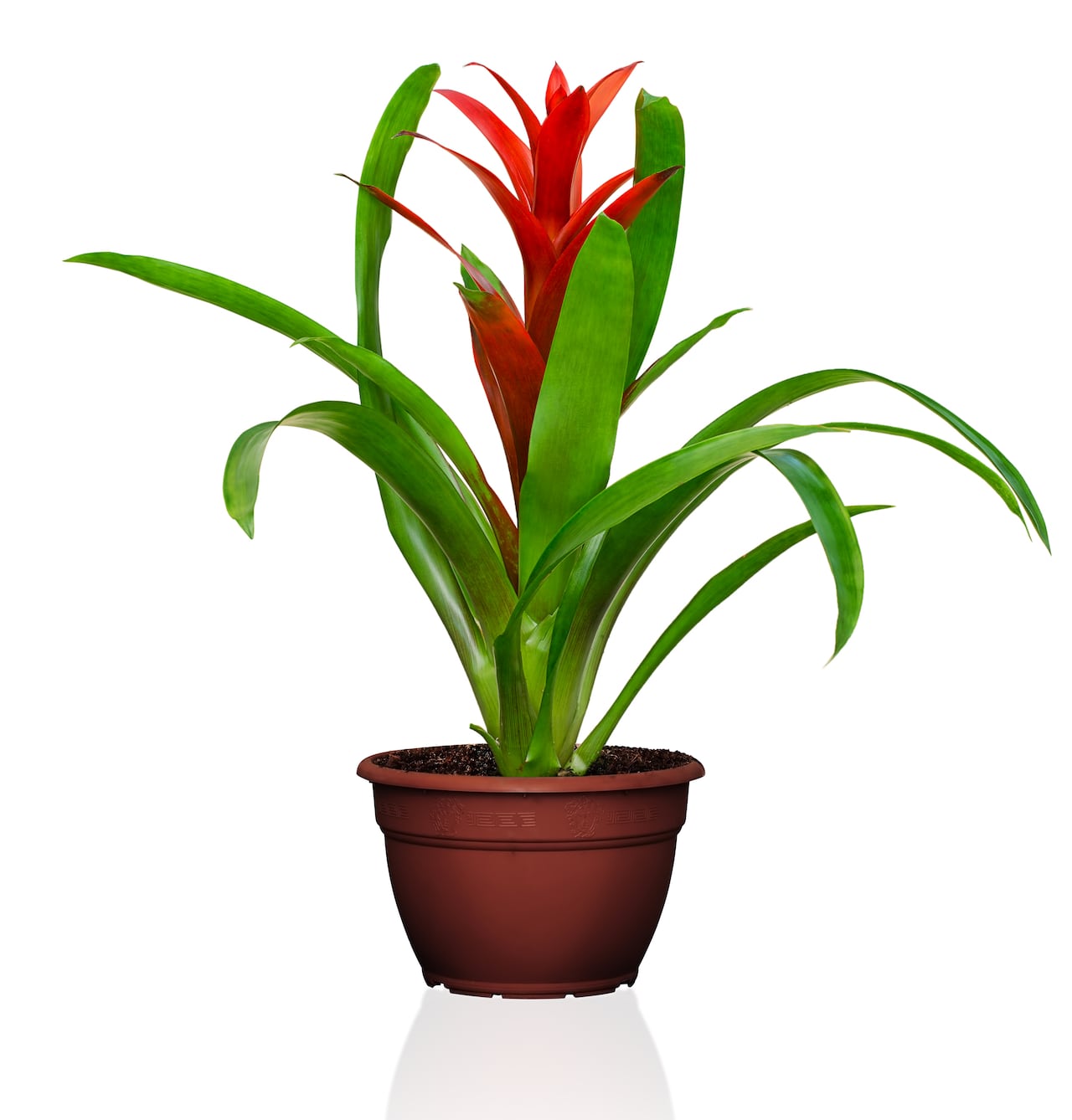 Bromelia