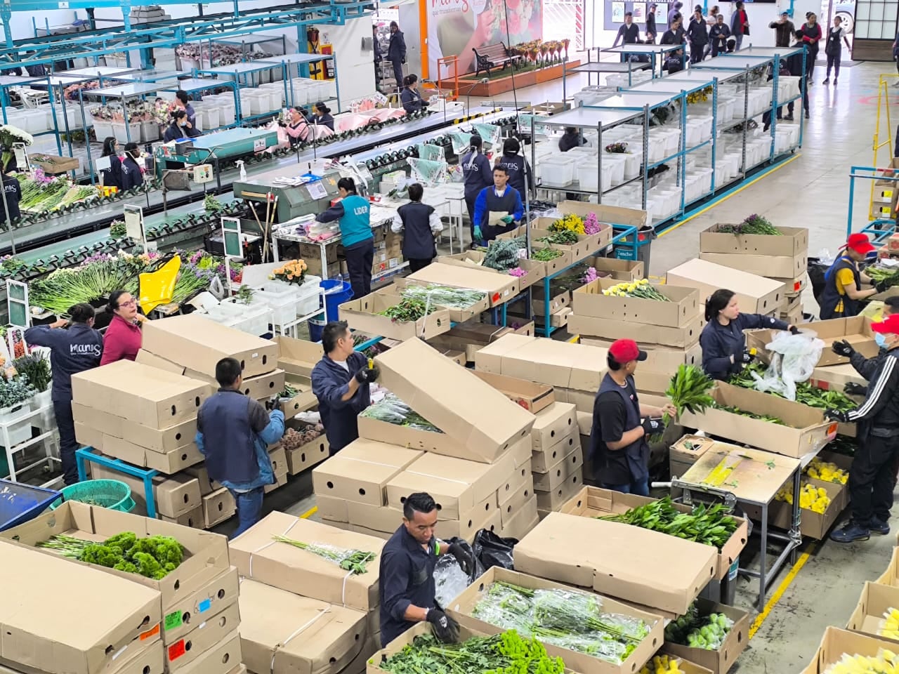 En el país existen 10.500 hectáreas sembradas con flores de exportación, distribuidas principalmente en el departamento de Cundinamarca y Antioquia.