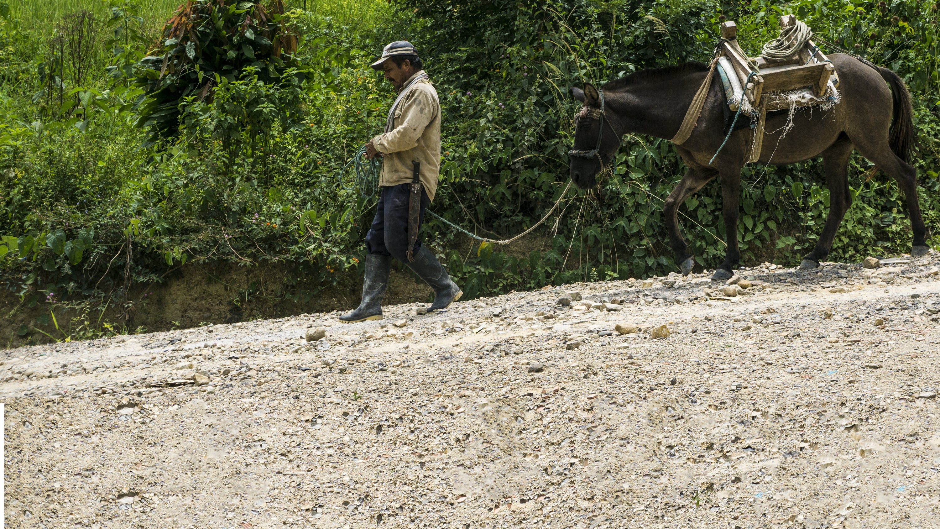 Las mulas, un cruce entre una yegua y un burro. (Foto:archivo)