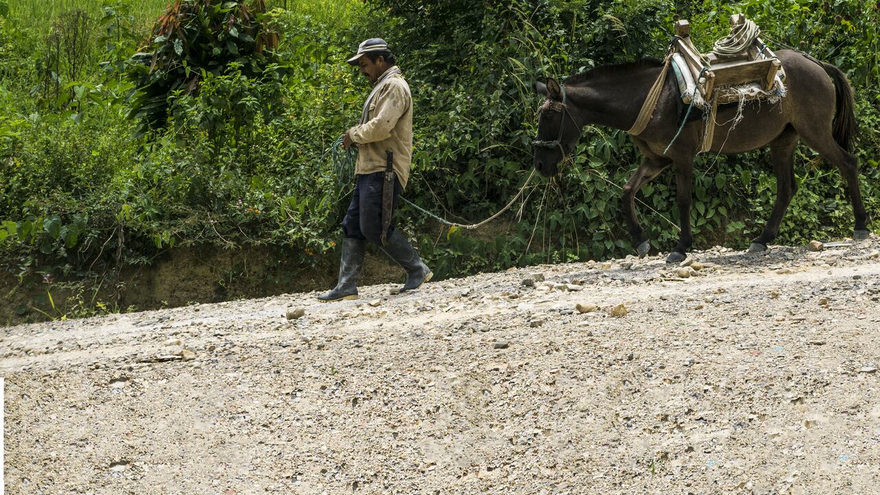 Un campesino baja su mula por la vereda Campo Alegre, Convención, Norte de Santander