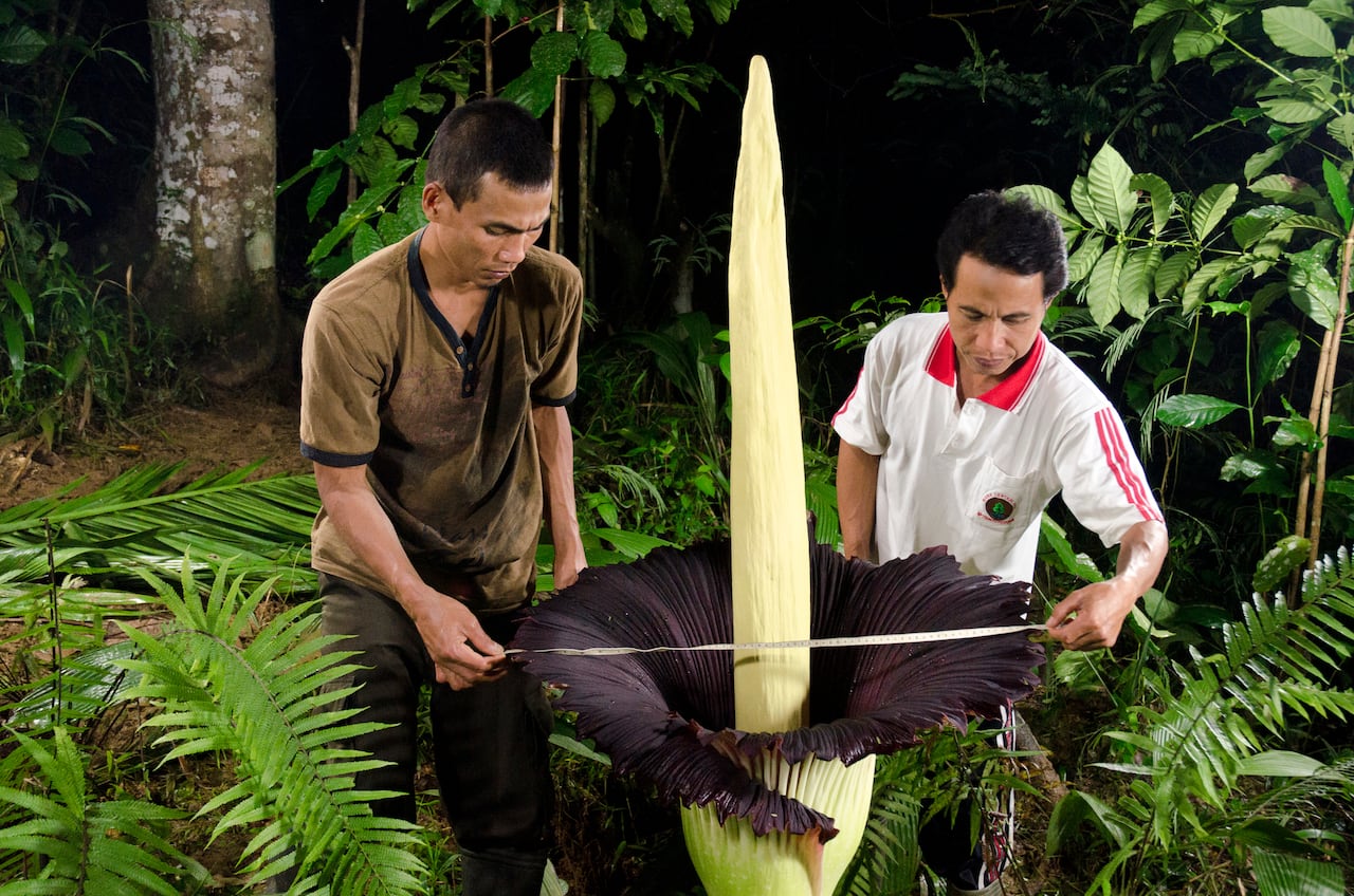 En las selvas de Indonesia, la Titan Arum alcanza más de dos metros y su repulsivo olor a cadáver la hace única en el mundo vegetal.