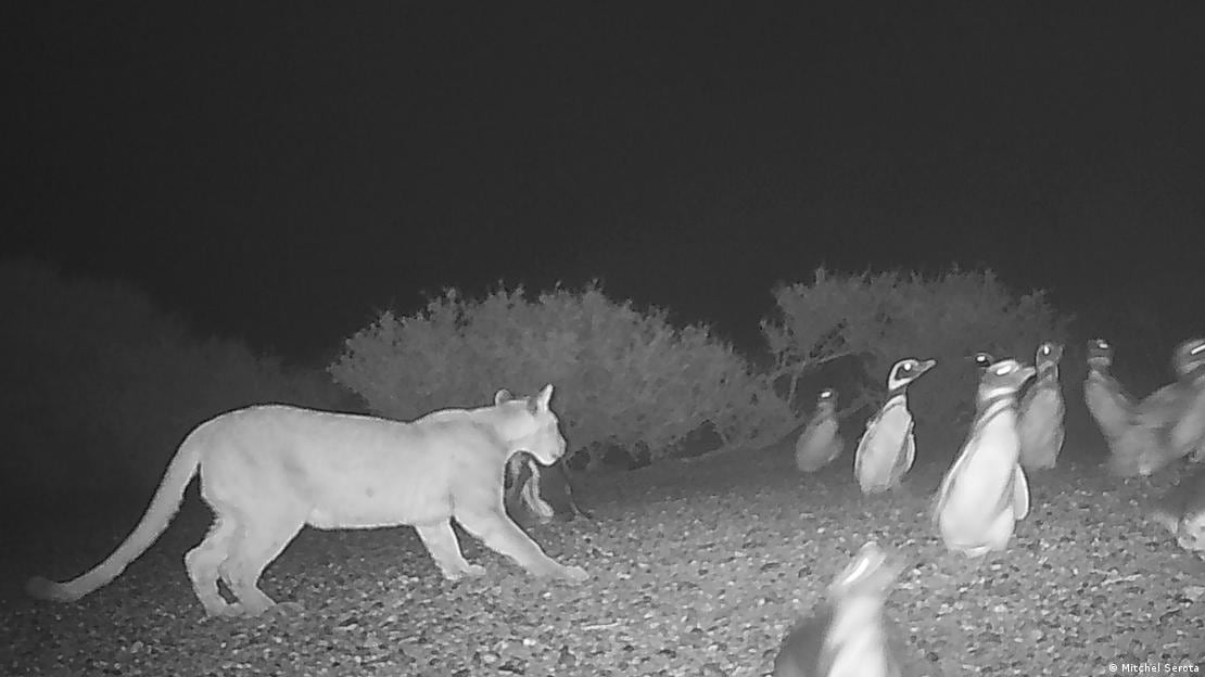 La convivencia entre felinos y aves marinas plantea nuevas preguntas sobre el equilibrio natural.