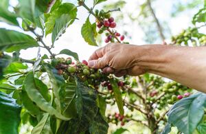 Cultivo de café