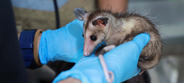 ¿Zarigüeyas en Cali? Esto es lo que debe hacer si se encuentra este animal en las calles.