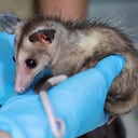 Según las autoridades, ante el reinicio de la temporada de lluvias se aumenta el número de reportes por accidentes y presencia de zarigüeyas en la ciudad.