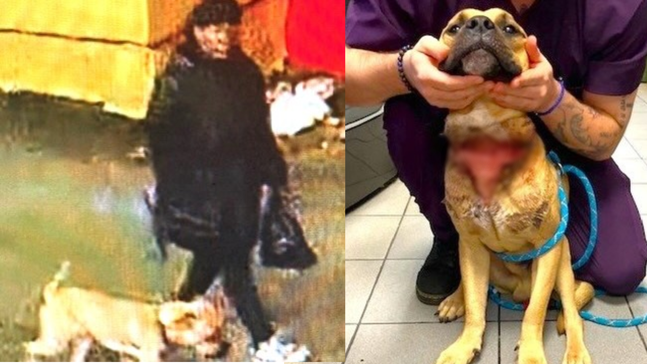 El perro presentaba una herida grave y con infección en el cuello y la garganta, tan profunda que dejaba expuesto el tejido interno.