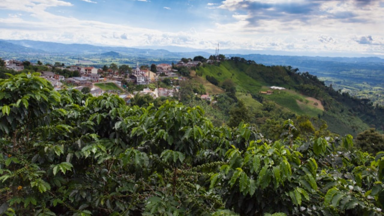 Este destino ofrece una gran experiencia en medio de la cultura cafetera.