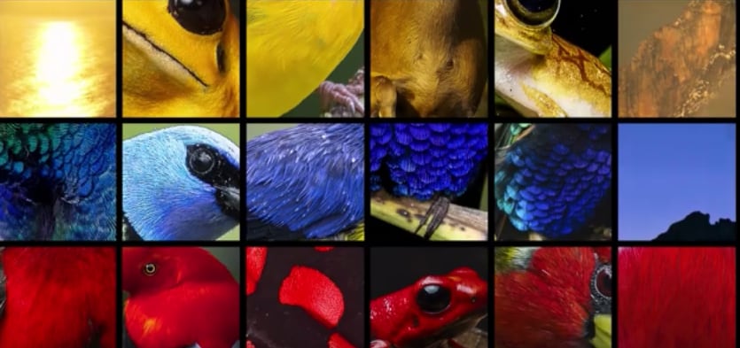 La imagen que acompaña la versión inédita del Himno Nacional de Colombia, con motivo de la COP 16