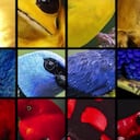 La imagen que acompaña la versión inédita del Himno Nacional de Colombia, con motivo de la COP 16