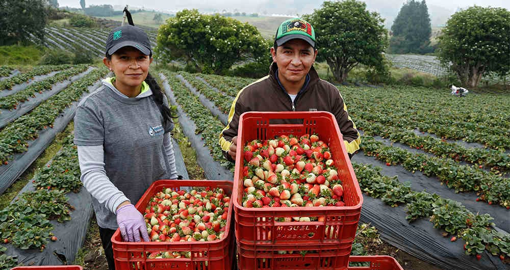 Un agricultor puede ganar un 30 por ciento más de lo habitual al vender sin intermediarios.