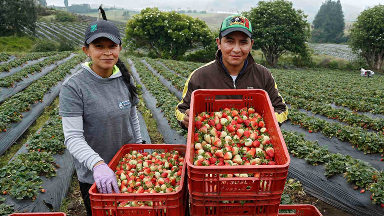 Un agricultor puede ganar un 30 por ciento más de lo habitual al vender sin intermediarios.