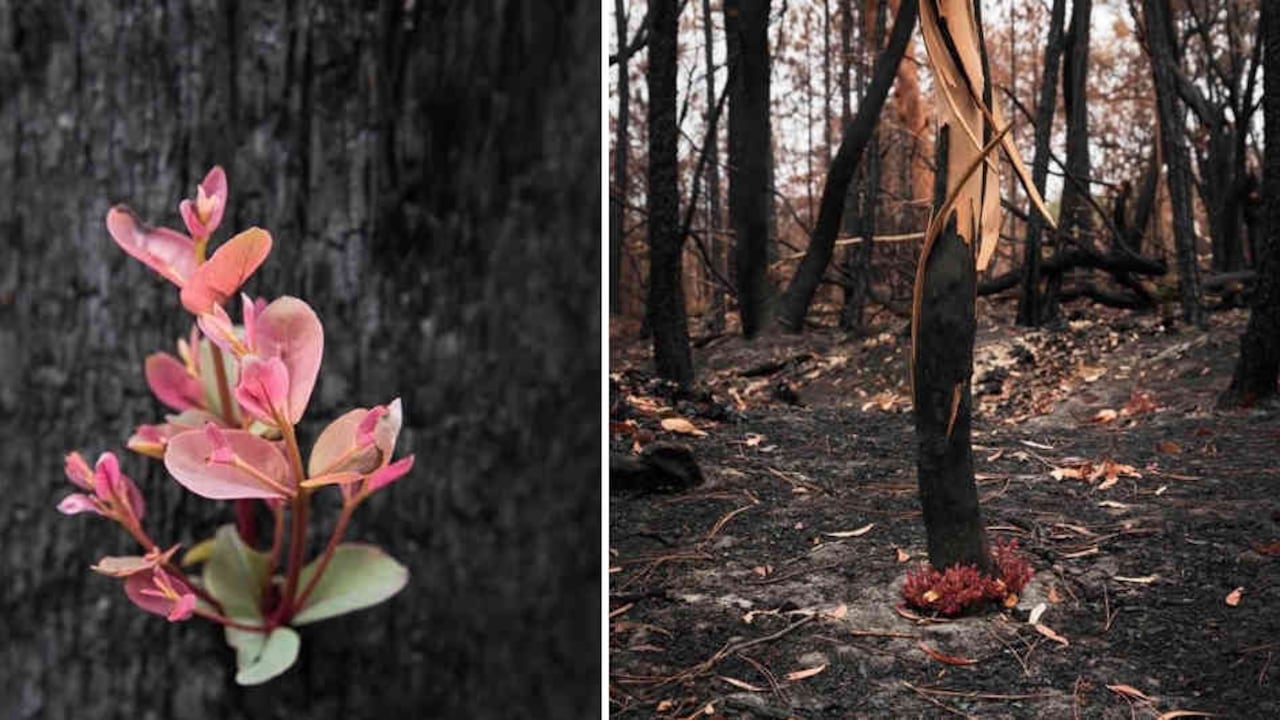"Para ellos esta imagen representa esperanza. Una señal de que la naturaleza está de vuelta rápidamente en el trabajo reconstruyendo con un nuevo crecimiento, como son ellos", señaló.