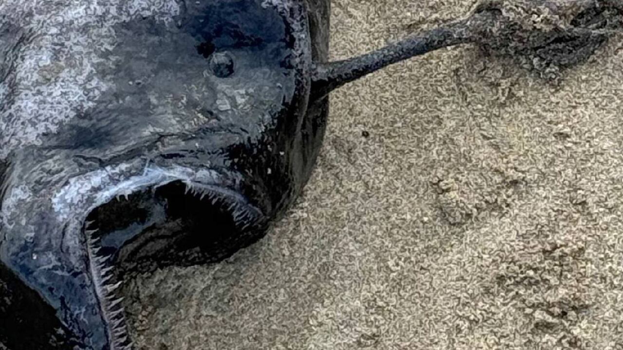 Los bañistas mostraron su asombro al descucbrir este extraño pez en la playa